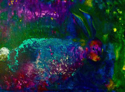 Velveteen%20Rabbit (thumbnail)