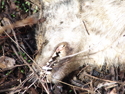 Coyote. March 2008. Field Farm