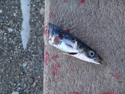 Fish. February 2008. Curacao.