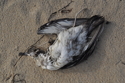 Seagull. July 2009. Martha's Vineyard