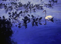 Swan%20II (thumbnail)