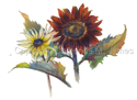 Sunflowers for Finn Hill Winery Sunflowers%20for%20Finn%20Hill%20Winery (thumbnail)