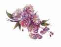 Kwanzan Cherry Blossoms Kwanzan%20Cherry%20Blossoms (thumbnail)