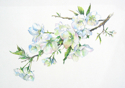 White Cherry White%20Cherry (thumbnail)