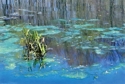 Photography--Color-AbstractBartlett Pond