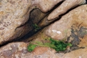 Photography--Color-AbstractGranite and Seaweed