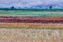 Photography--Color-AbstractAnadolu Fields