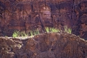 Photography--Color-AbstractSunlight on Ocotillo