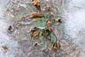 Photography--Color-AbstractSpring Ice 8