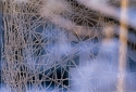 Photography--Color-AbstractWinter Frost 2