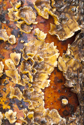 Branch and Fungus