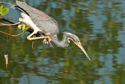Photography--Color-AnimalsFocus