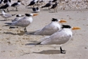 Photography--Color-AnimalsInto the Wind 1