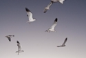 Photography--Color-AnimalsInto the Wind 2