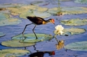 Photography--Color-AnimalsJacana and Water Lilly