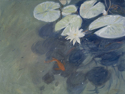 Koi #3