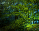 Stand%20of%20Summer%20Trees (thumbnail)