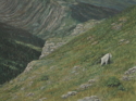 Painting--Oil-AnimalsGoing to the Sun