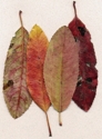 Leaves (thumbnail)