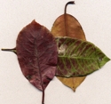 Leaves (thumbnail)