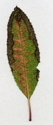 Leaves (thumbnail)