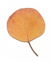 Leaves (thumbnail)