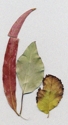 Leaves (thumbnail)
