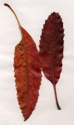Leaves (thumbnail)