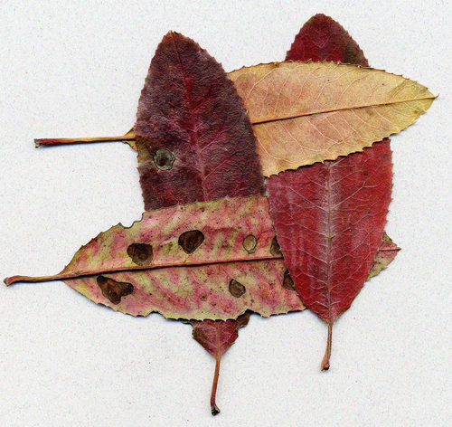 Leaves (large view)