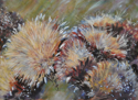 Cardoon (thumbnail)