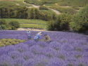 Lavender%20Harvest (thumbnail)