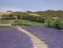 Matanzas%20Lavender (thumbnail)