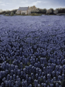 Lupine (thumbnail)