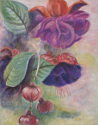 Fuchsias (thumbnail)