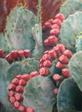 Prickly%20Pear (thumbnail)
