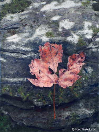 Naturally%3A%20Weathered%20Leaf (large view)