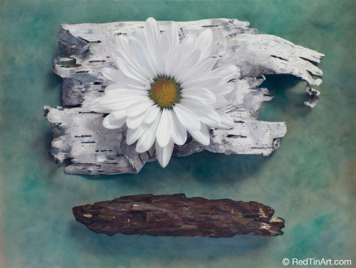 Happy%20Relationship%3A%20White%20Bark%20%26%20White%20Flower (large view)