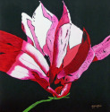 Deborah Graffuis - Susan Magnolia