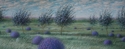 Painting--Oil-LandscapeLavender Bushes