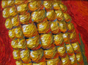 Harvest (thumbnail)