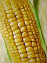 Corn%20I (thumbnail)