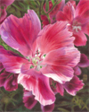 A%20Clarkia%20Kaleidoscope (thumbnail)