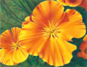 California%20Poppy%20%232 (thumbnail)
