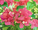 Mina%27s%20Bougainvillea (thumbnail)