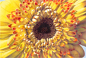 Chrysanthemum (thumbnail)