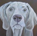 Painting--Acrylic-AnimalsWeimaraner
