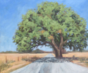 Painting-San Saba Oak