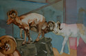 Painting--Watercolor-AnimalsField Museum, Chicago