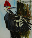 Pilated%20Woodpecker (thumbnail)