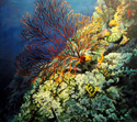 The%20Reef (thumbnail)